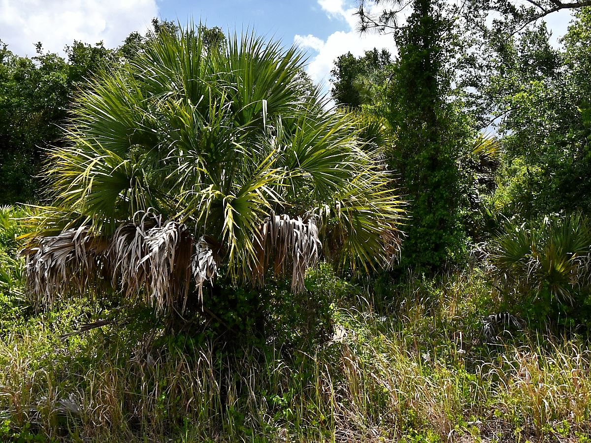 Single family at DALEWOOD CIR, North Port FL — foreclosure auction